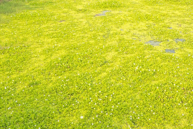 Ater-Pflanze im fließenden Grün des Flusses perfekter abstrakter Naturhintergrund