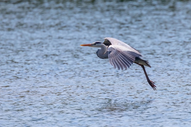 Aterrizaje de garza real (ardea herodias) garza de cabeza gris