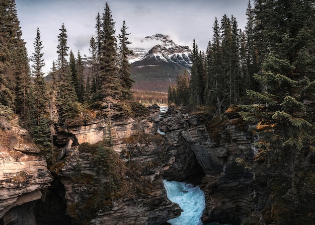 Athabasca Falls fluye en el cañón con montañas rocosas en el bosque de otoño en el parque nacional Jasper