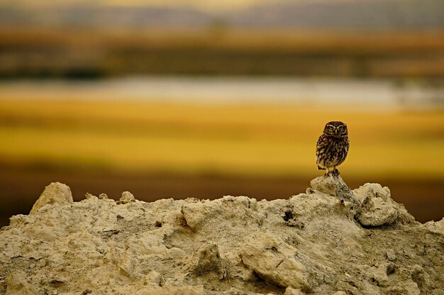 Athene noctua - El mochuelo es un ave estrigiforme de la familia Strigidae.