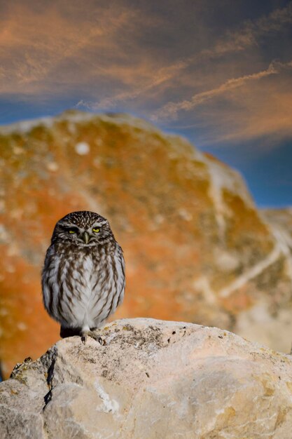 Athene noctua ou a coruja europeia ou pequena coruja é uma ave estrigiforme da família strigidae