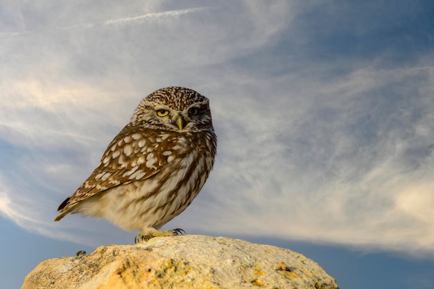 Athene noctua ou a coruja europeia ou pequena coruja é uma ave estrigiforme da família Strigidae