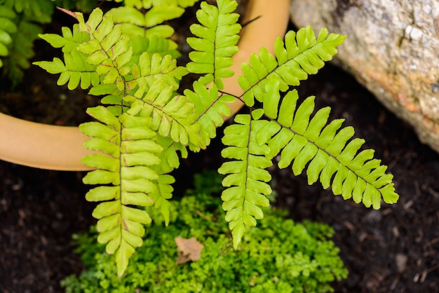 Athyrium filix femina Planta Helecho Hojas