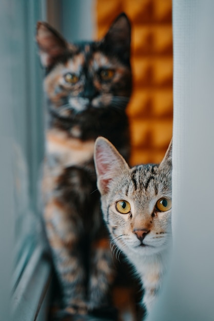 Atigrado gatito se asoma desde detrás de la cortina mascotas en la ventana dos gatos domésticos