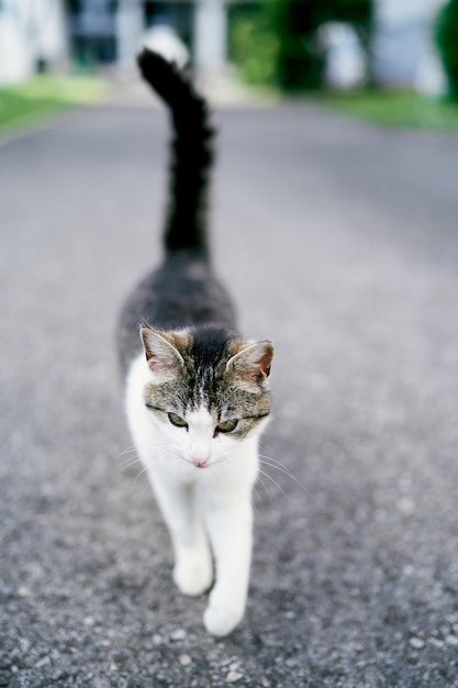 Atigrado gato blanco camina sobre el asfalto closeup