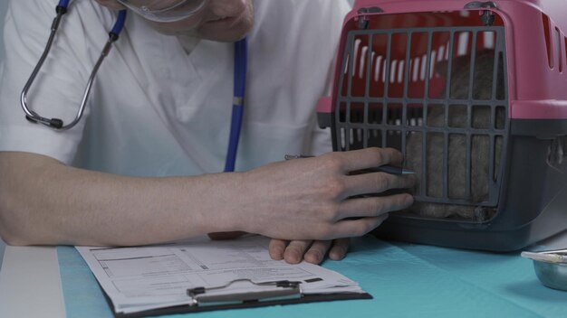 Foto atigrado lindo gato raza heterosexual escocesa en visita al veterinario en el hospital de animales feliz vete europeo