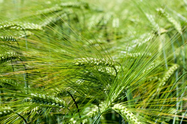 Atividade agrícola para o cultivo de trigo