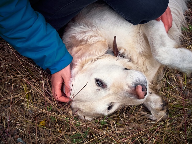 Atividades ao ar livre e diversão com golden retriever