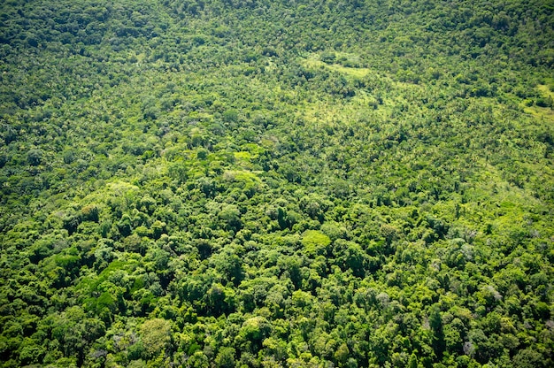 Atlantischer Wald in der Nähe der Stadt Recife Pernambuco Brasilien