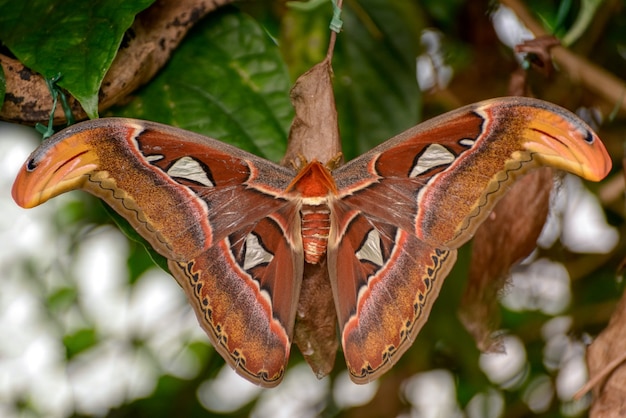 Atlasmotte (Attacus Atlas)