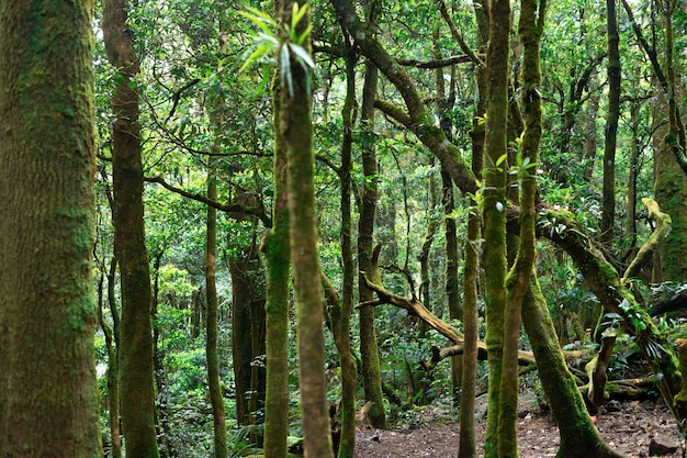 Foto atmosfera da floresta durante o dia