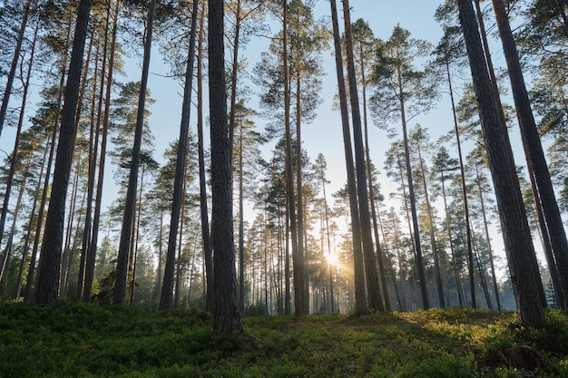 Atmosfera de misticismo e neblina floresta de coníferas e raios de sol atravessam troncos de árvores