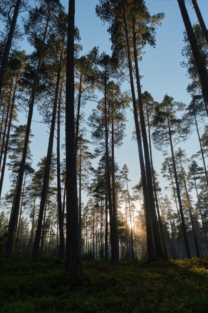 Atmosfera de misticismo e neblina Floresta de coníferas e raios de sol atravessam troncos de árvores