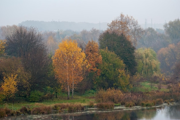 Foto atmosfera de outono árvores amarelas no nevoeiro na costa de um lago de outono