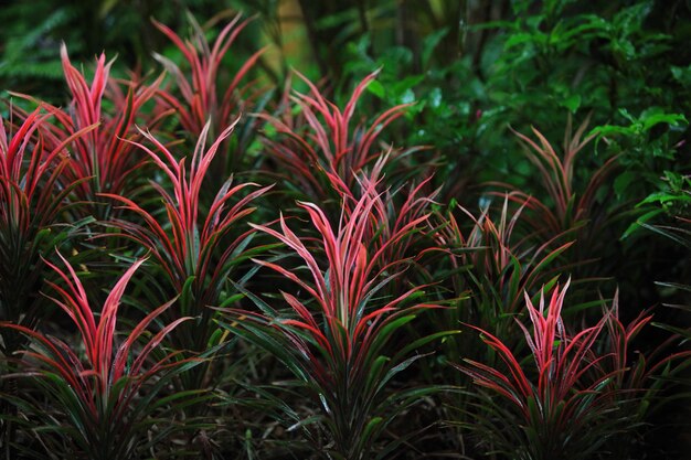 Atmosfera de pouca luz com belas folhas