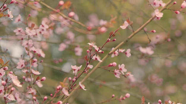 Atmosfera de primavera belos galhos de flores de sakura árvore de flores de primavera