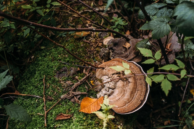 Atmósfera mística otoñal en un antiguo fondo de fantasía de bosque con musgo