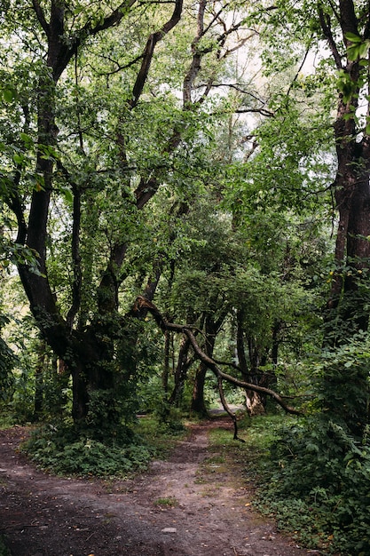 Atmósfera mística en el viejo fondo de fantasía de bosque con carretera y árbol roto