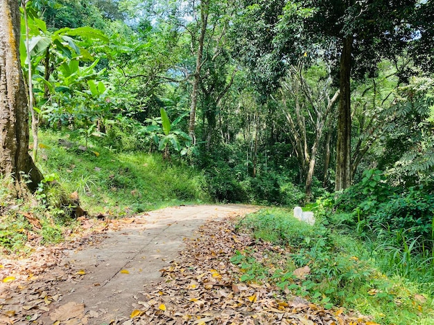 atmosfera rural no meio da floresta