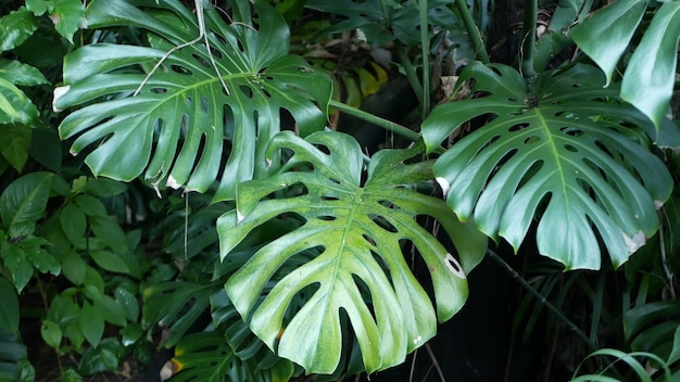 Atmosfera tropical da floresta tropical exótica monstera selva. Folhas frescas e suculentas de folhagem, floresta densa coberta de vegetação amazônica. Folhagem exuberante de verde escuro natural. Ecossistema perene. Paraíso estético calmo