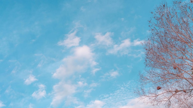 Atmosphäre ruhiger Himmel Wolke Panorama Hintergrund Trockene Äste Herbst Sommer Ende Fortschritt Regress Lebenskonzept