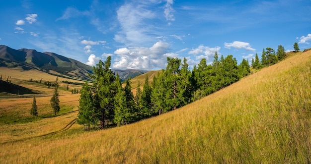 Atmosphärische grüne Landschaft mit Baum in den Bergen. Eine eng stehende Gruppe grüner Nadelbäume auf einem Plateau vor dem Hintergrund der Alpenberge mit blauem Himmel.