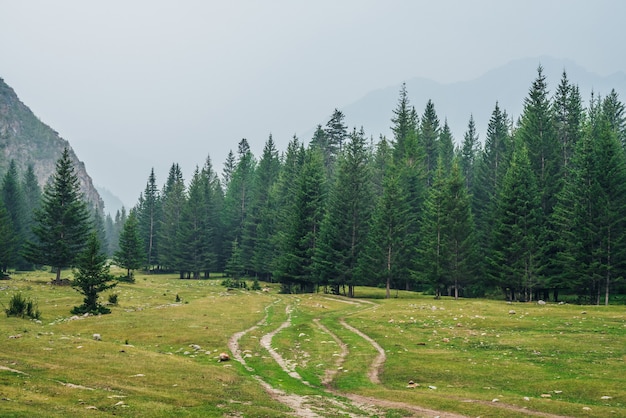 Atmosphärische grüne Waldlandschaft mit Feldweg unter Tannen in den Bergen. Landschaft mit Nadelbaumrand und Felsen im leichten Nebel. Blick auf Nadelbäume und Felsen im leichten Dunst. Bergwald