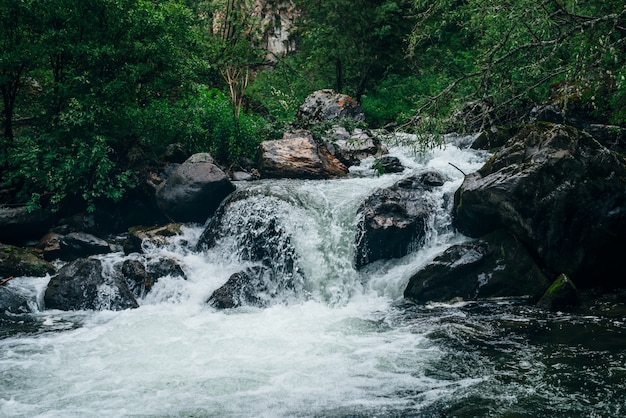 Atmosphärische grüne Waldlandschaft mit Gebirgsbach. Schöne mysteriöse Taiga mit wildem Fluss. Lebendige Landschaft der Waldfrische. Reiches Grün entlang des Gebirgsflusses mit Stromschnellen in düsteren Wäldern