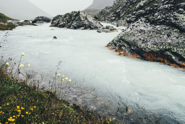 Atmosphärische Landschaft mit kleinen gelben Blumen in der Nähe des Bergflusses zwischen Moränen bei Regenwetter. Düstere Landschaft mit milchigem Fluss zwischen Felsen. Düstere Aussicht auf den Milchbergfluss und die gelben Blumen.