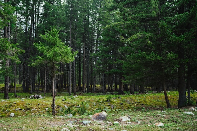 Atmosphärische Waldlandschaft mit Wiese mit Steinen unter Tannen in den Bergen.
