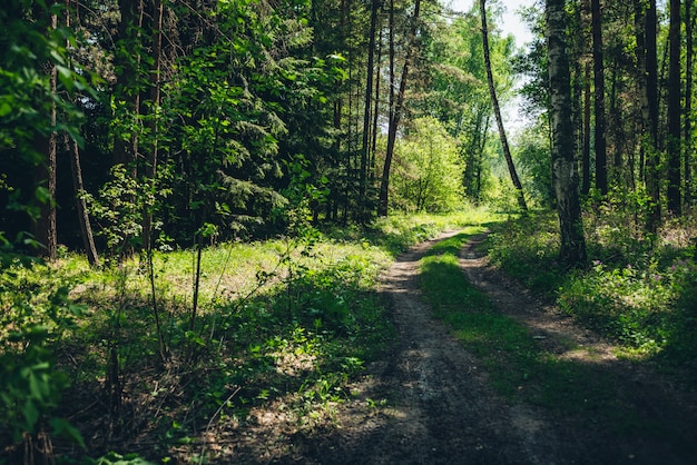 Atmosphärische Waldlandschaft