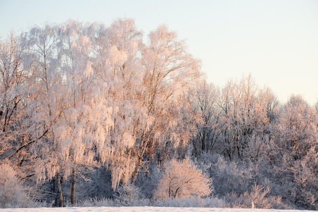 Atmosphärische Winterlandschaft mit frostbedeckten trockenen Pflanzen bei Schneefall Winterweihnachtshintergrund