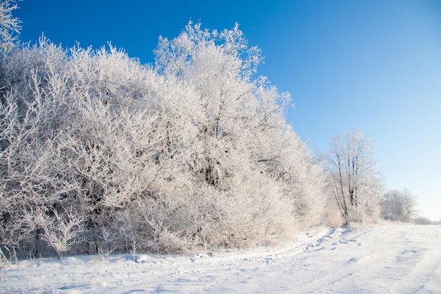 Atmosphärische Winterlandschaft mit frostbedeckten trockenen Pflanzen bei Schneefall Winterweihnachtshintergrund