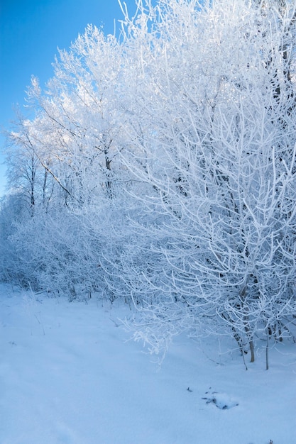 Atmosphärische Winterlandschaft mit frostbedeckten trockenen Pflanzen bei Schneefall Winterweihnachtshintergrund