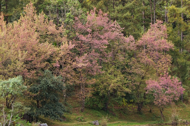 Atorchidagriculture tailandês de sakura da flor de cerejeira, ChaingMai, Tailândia.