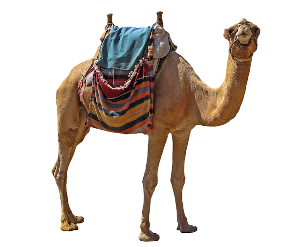 Foto atração de camelo para turistas em eilat, israel
