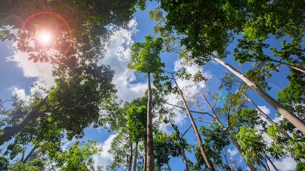 Atração turística do sudeste da Ásia, Malásia Borneo, Sandakan, Sabah, a grande árvore na selva