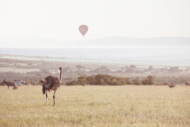 Atração turística em safári africano na Namíbia - balões na savana