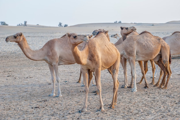 Atracción de camellos para turistas en el desierto de los Emiratos Árabes Unidos