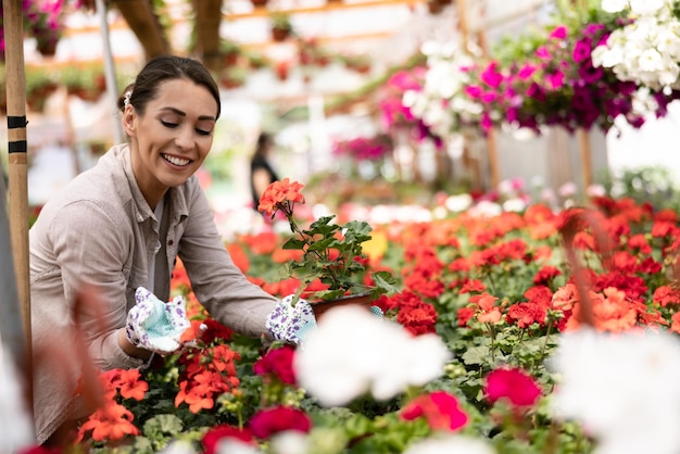 Atractiva mujer joven que trabaja en invernadero, revisando y arreglando macetas de flores y disfrutando de hermosas y coloridas flores.