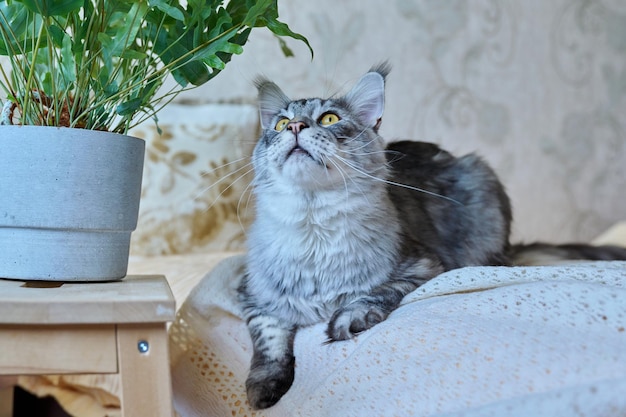 Atractivo gato Maine Coon plateado de pura raza mirando hacia arriba en el interior de una casa Concepto de mascotas para el cuidado del hogar de los animales