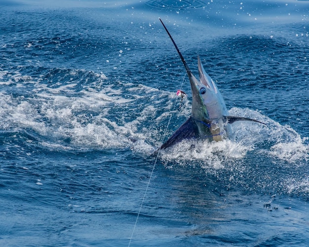 Atrapado pez espada salpicando fuera del agua