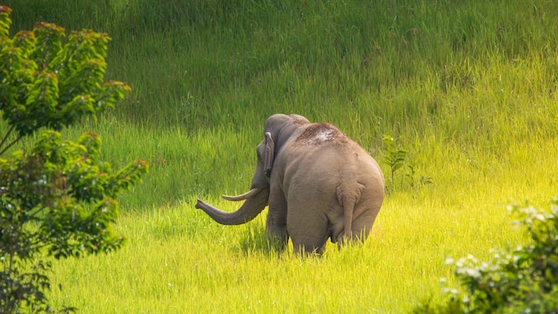 Atrás do elefante Elefantes asiáticos na vida selvagem