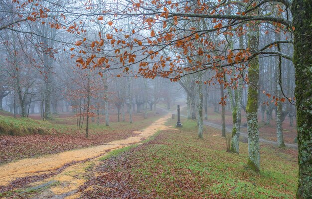 Atravessando caminhos em um dia de neblina