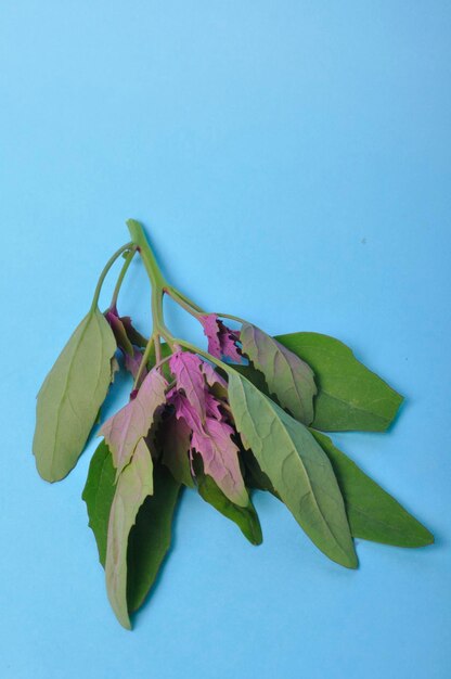 Foto atriplex hortensis chenopod sobre un fondo azul.