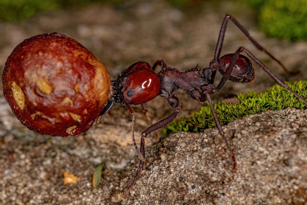 Atta Hormiga cortadora de hojas de la especie Atta laevigata que lleva una pequeña higuera del género ficus