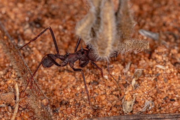 Foto atta hormiga cortadora de hojas del género atta