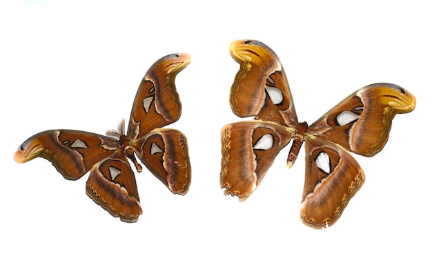 Attacus atlas mariposas sobre fondo blanco.