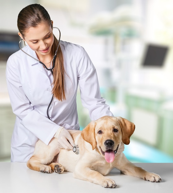 Attraktive junge Ärztin mit lustigem Hundepatienten