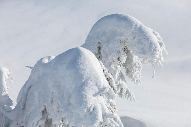 Attraktive schneebedeckte Fichten an einem frostigen Tag